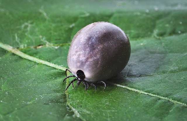 La maladie de lyme, « reine de l’esquive » !